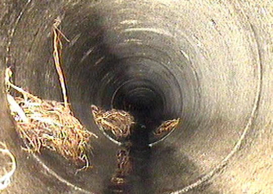 Wurzel-Einwüchse zerstören Abwasserleitungen