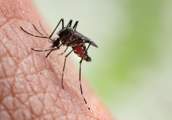 Stechmückenplage – nicht nur in Haag